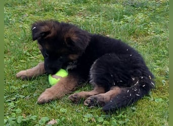 Schäferhund-Welpen 1 Rüde, 8 Hündinnen zu verkaufen