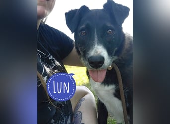Lun seit 4 Jahren in Tierheim