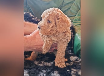 Wunderschöne Maltipoo Welpen