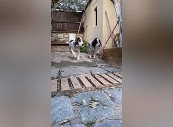 Beagle Mischlingsdame EADIE (*Dezember 2024) sucht eine Familie