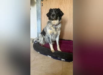 Leia, kleine Lakritznase sucht liebevolle Familie!