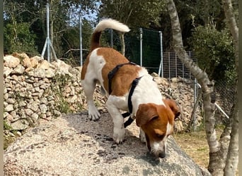 Rocco anhänglicher kleiner Rüde sucht neues Zuhause