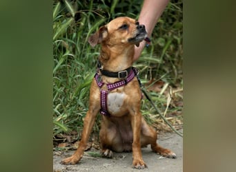 Kleine Lulu sucht großes Herz