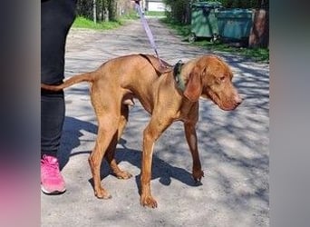 VIZSLA-RÜDE MISI SUCHT ZUHAUSE