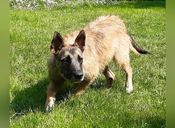 Molly, sucht ihre Menschen