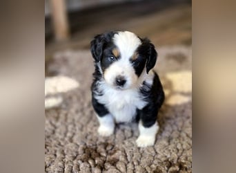 Mini Aussie Babys / Mini American Shepherds aus Liebevoller Aufzucht