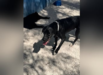 Leo, sucht seine Familie