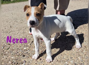 Nerea 01/2025 (ESP Pflegestelle) - aufgewecktes, süßes Ratonero Bodeguero Andaluz Mädchen!