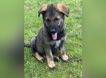 Typvolle Schäferhund Welpen aus Kör und Leistungszucht  abzugeben.