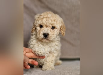 Maltipoo Welpe Rüde