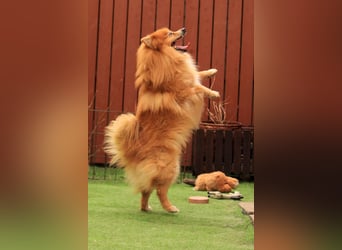 Balu SR – Schatz sucht Ruhe