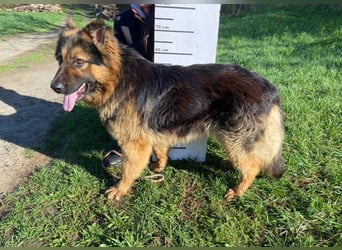 Tibo, Schäferhund Mischling