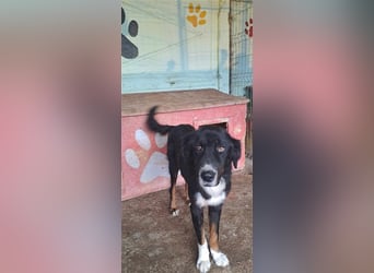 Jack (2) sucht einen Gnadenplatz