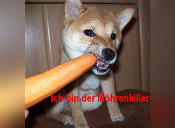 Erstklassige Shiba Inu Zucht in Sachsen