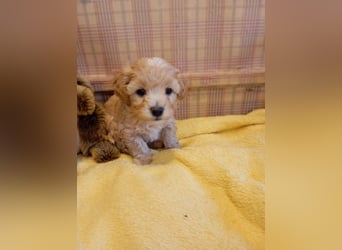 Maltipoo Welpen