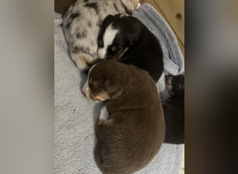 Mini Australien Shepherd Welpen suchen Traumzuhause