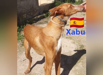 Xabu,geb.08/23,hübscher Podenco Bub sucht seine Familie