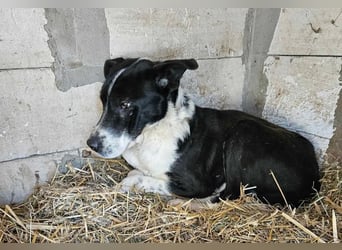 Woody - braucht Mutmacher