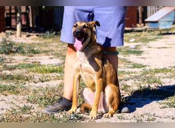 Cindy, Mix Schäferhund / Malinois, lieb und sozial
