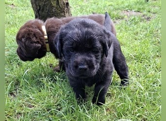 Labrador Welpen mit Ahnentafel