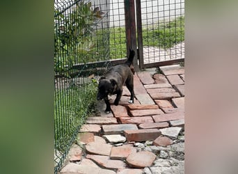 Pebbles - unsere kleine Wirbelmaus