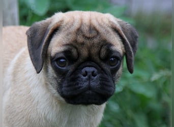 Mops 2.0 Welpen, Rüde, 13 Wochen, Ahnentafel CfdM / VDH / FCI