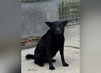Lucky  sucht sein Familien-Glück