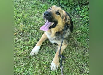 Denver ein Engel auf 4 Pfoten