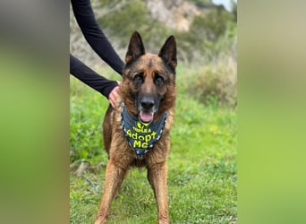 Bentley (Spanien) - sanfter Rüde sucht seine Menschen