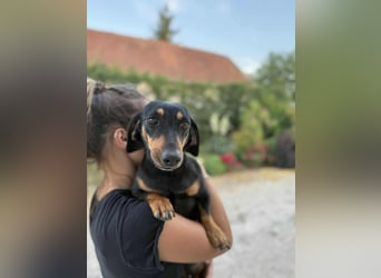 Luca, geboren 02.02.2020, 26cm sucht ihre Chance