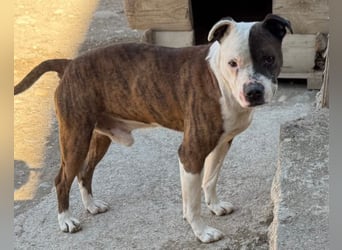 Momo ❤️ loyal, verschmust sucht Zuhause!