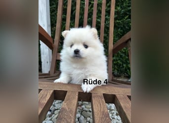 Süße Pomeranian Zwerkspitz Welpen 