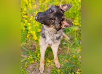 Ein schöner Schäferhund Mischling *Balou* wartet auf sein neues zuhause