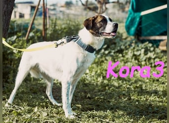 Kora3 08/2019 (ESP) - verspielte und kluge, hübsche Boxer-Mix Hündin!