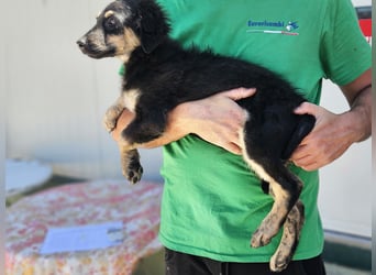 Liberotto: süßer Fratz sucht Kuschelplatz