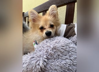 Scotty SR - quirliger Mini-Spitz sucht aktives Zuhause mit Herz