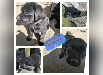 Nur 2 Labrador Weibchen mit Ahnenpass 2 Rüden & 6 Weibchen in Schwarz