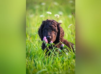 Irish Water Spaniel Welpen / Nichthaarend / FCI - VDH Zucht