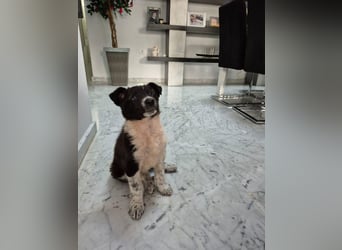 Telma