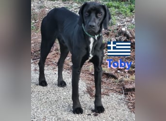 !!NOTFALL!! Tommy u. Toby, geb.03/23 - hübsche Pointer-Brüder suchen ihre Famlie