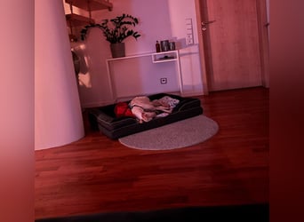 Candela - befindet sich auf einer Pflegestelle in 24558 Henstedt - Ulzburg