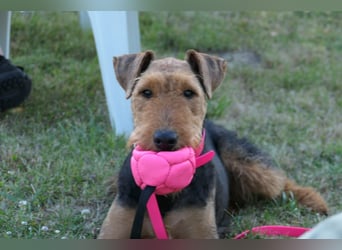Typvolle Airedale Terrier Welpen aus Leistungszucht VDH/KfT
