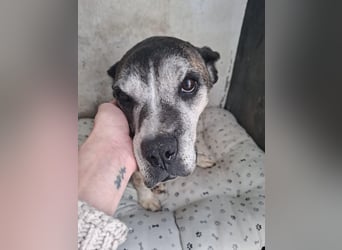 Gnadenplatz für Hedy gesucht