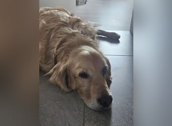 Golden Retriever Mischlings-Rüde Fridolin sucht ein Zuhause