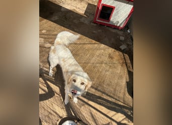 HSH-Hündin sucht Zuhause