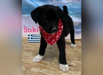 Suki,geb.02/25,zierliches Hundemädchensucht ihre Familie
