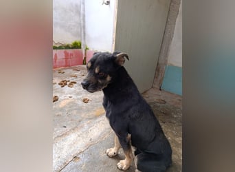 Baloo – liebevolle Anleiter zum Glücklichsein dringend gesucht!