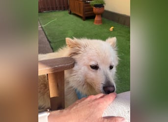 Mishka SR – sanfter Schneebär sucht ruhiges Zuhause