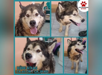 großer Husky Mischlings-Rüde Atlas sucht ein Zuhause