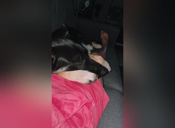 Liebenswerter, intelligenter Schäferhund sucht sein für-immer zu Hause